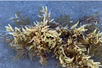 Atlantic Ocean Giant Sargassum Blob article